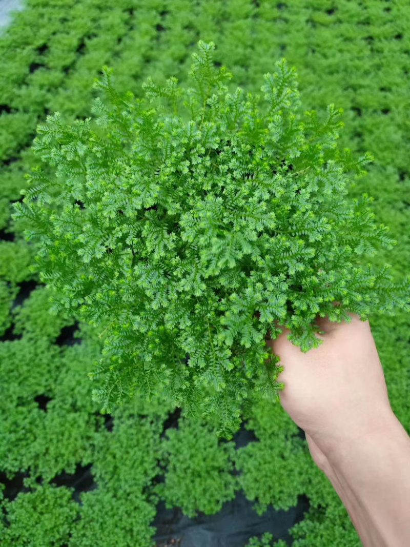 精品翠云草（龙须草）一手货源全国批发质量保证一件起批