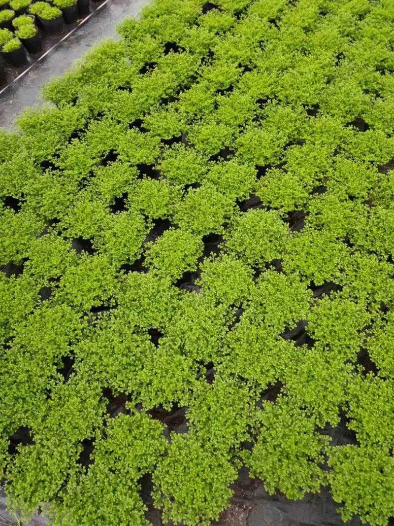 精品翠云草（龙须草）一手货源全国批发质量保证一件起批