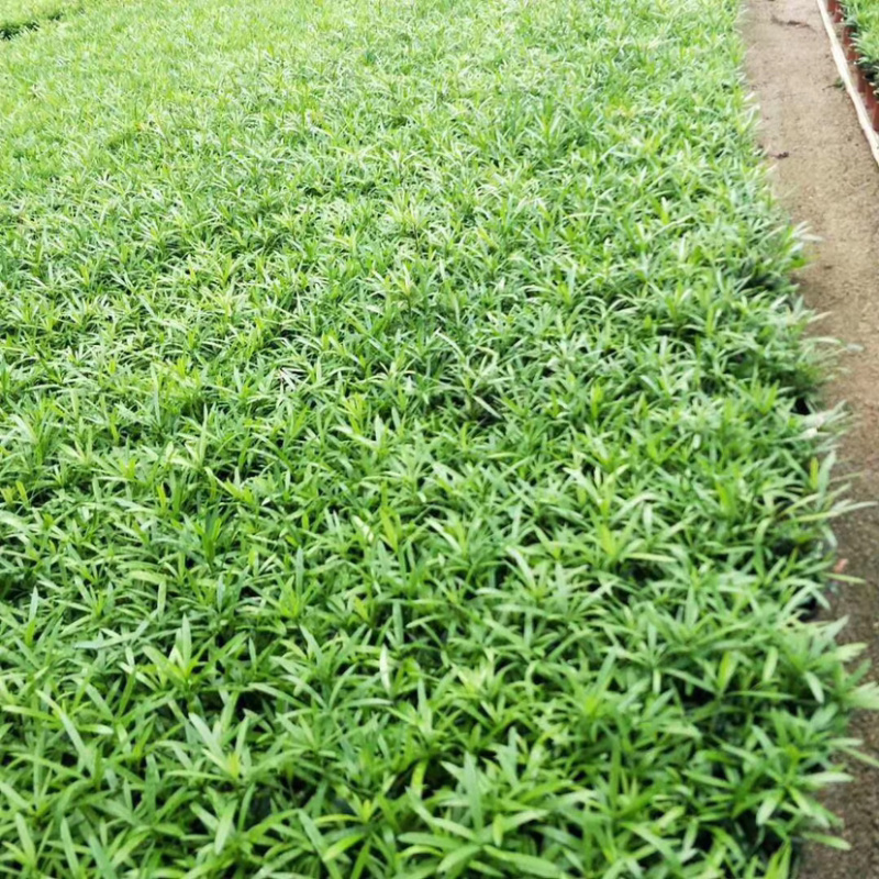 精品翠云草（龙须草）一手货源全国批发质量保证一件起批