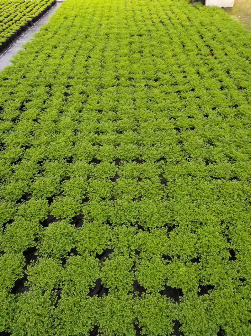 精品翠云草（龙须草）一手货源全国批发质量保证一件起批