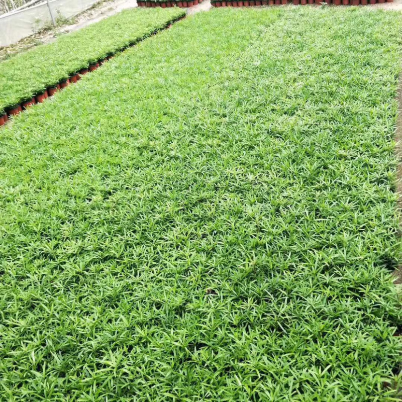 精品翠云草（龙须草）一手货源全国批发质量保证一件起批