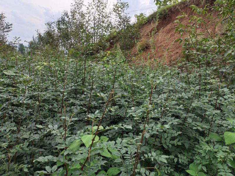 大量出售甘肃陇南武都的六月红(伏椒)花椒椒苗