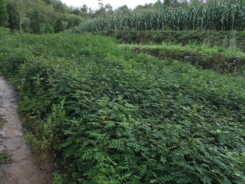 大量出售甘肃陇南武都的六月红(伏椒)花椒椒苗