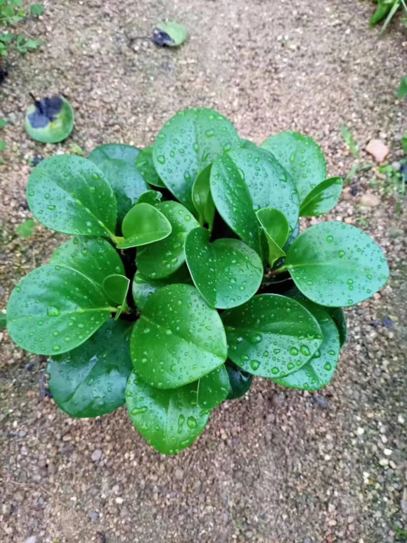精品翠云草（龙须草）一手货源全国批发质量保证一件起批