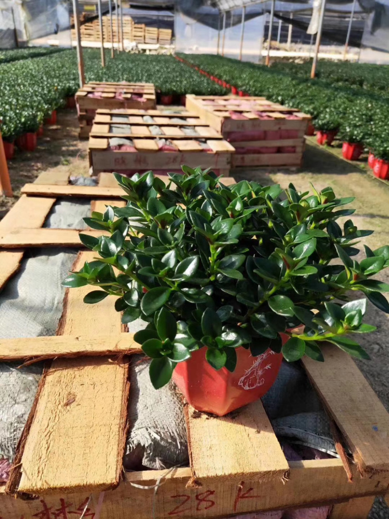精品翠云草（龙须草）一手货源全国批发质量保证一件起批