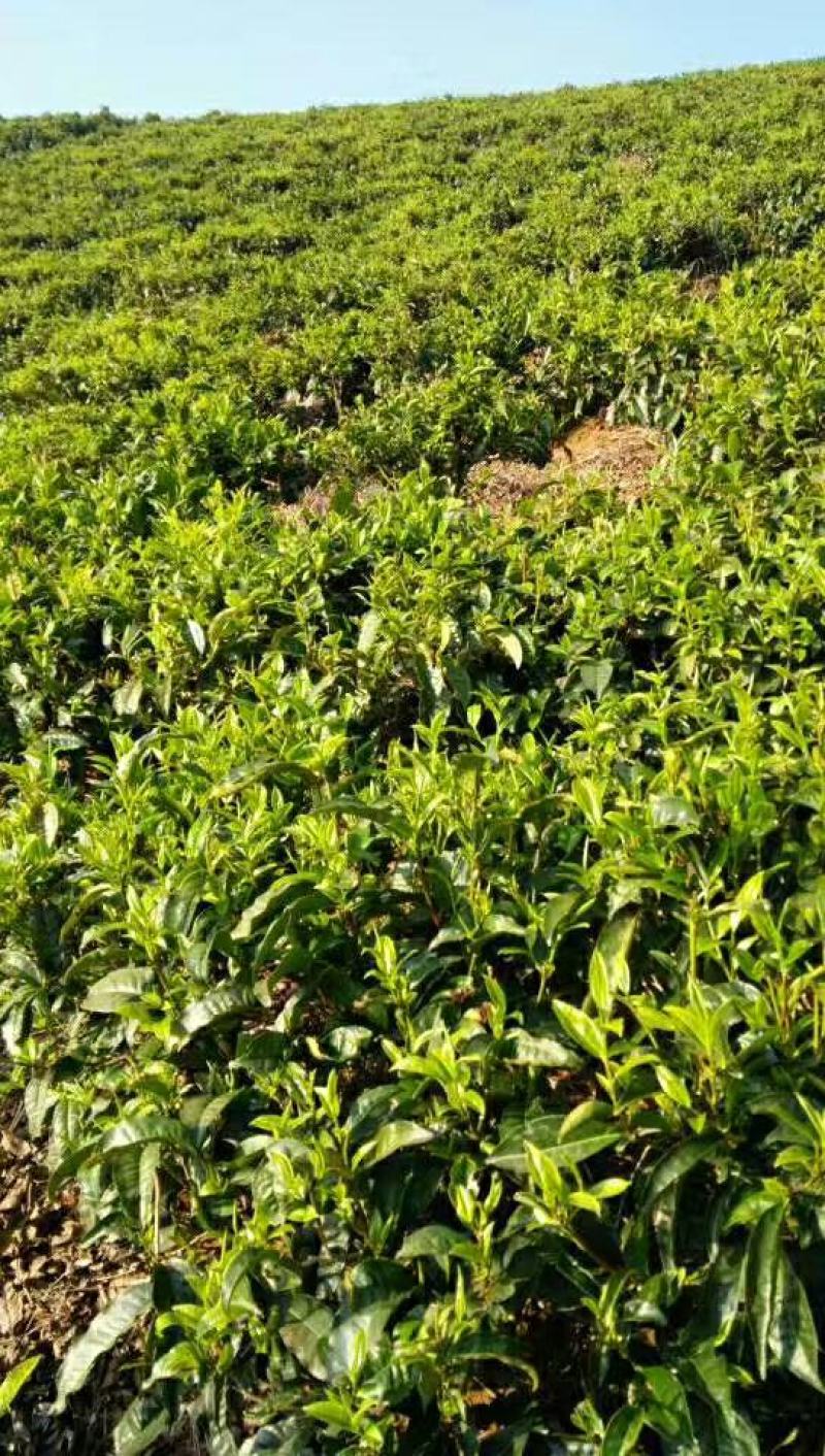 十万火急，因本人急需资金周转现处理一批今年春茶现有700