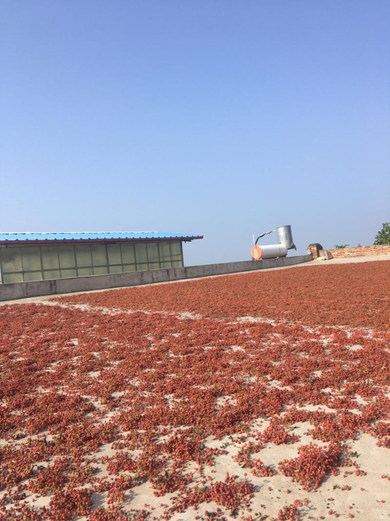 陕西大红袍梅花椒，产地直发，自然晾晒，开口率95包邮