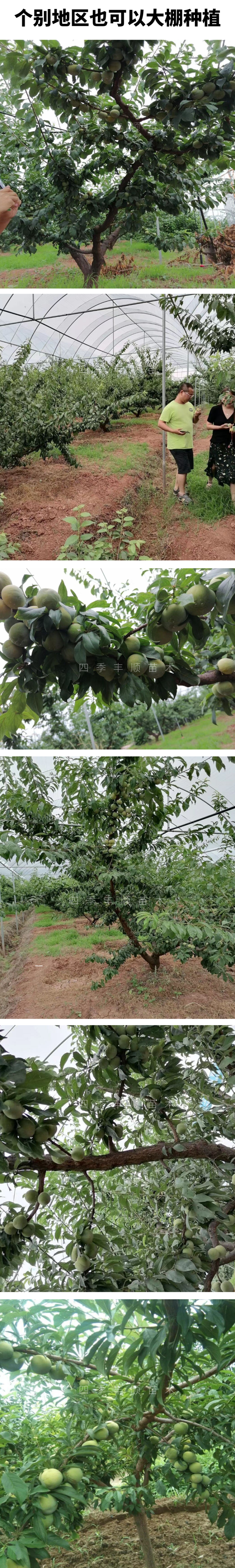 新品种九月晚熟密脆李子苗十月金秋晚熟李巫山脆李汶川清脆李