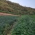 出售耐水浸，易成活，耐病害，寿命长，无刺花椒枮木8月椒苗