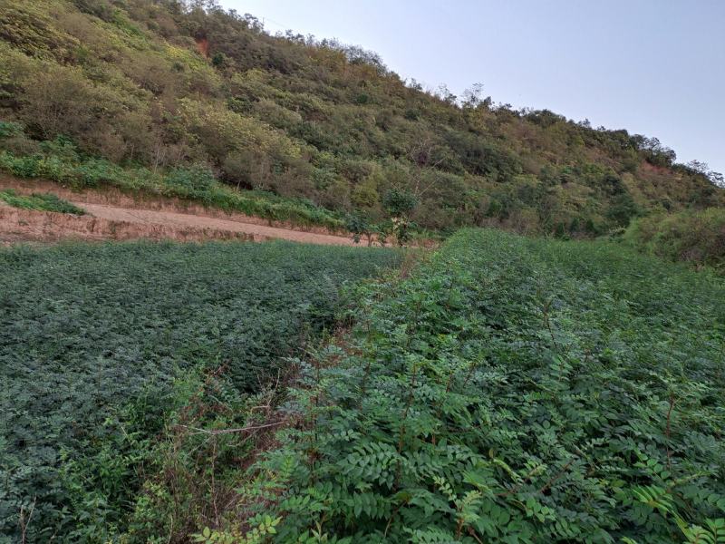 出售耐水浸，易成活，耐病害，寿命长，无刺花椒枮木8月椒苗