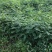 出售耐水浸，易成活，耐病害，寿命长，无刺花椒枮木8月椒苗
