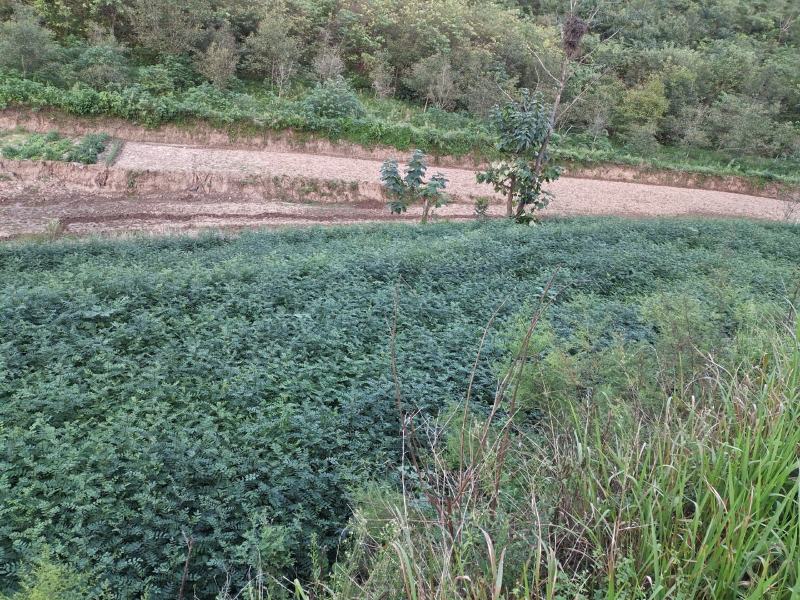出售耐水浸，易成活，耐病害，寿命长，无刺花椒枮木8月椒苗