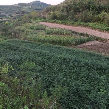 出售耐水浸，易成活，耐病害，寿命长，无刺花椒枮木8月椒苗
