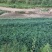 出售耐水浸，易成活，耐病害，寿命长，无刺花椒枮木8月椒苗