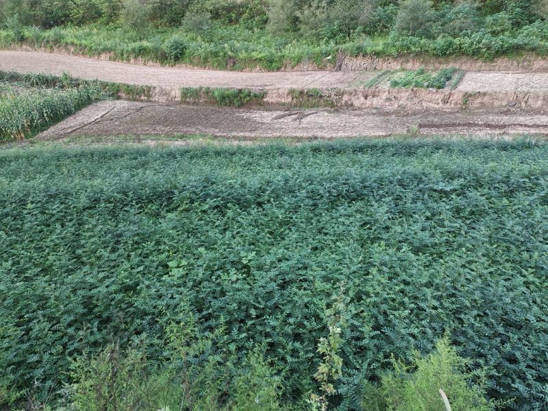 出售耐水浸，易成活，耐病害，寿命长，无刺花椒枮木8月椒苗