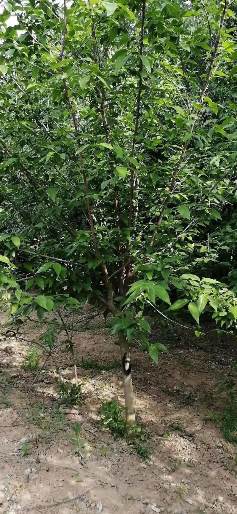 丛生腊梅冠50—300公分量大供应，单杆腊梅量大供应