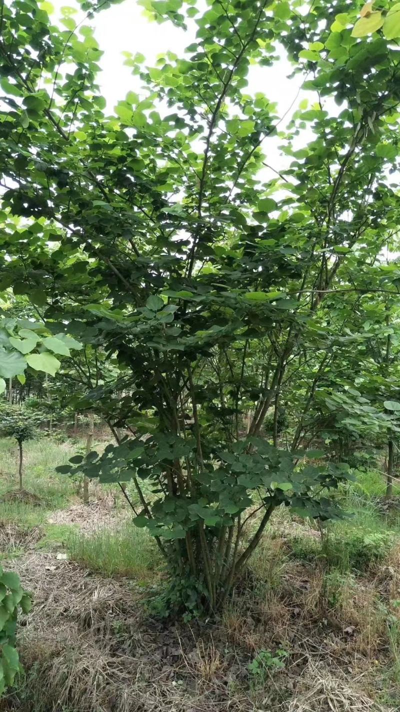 丛生腊梅冠50—300公分量大供应，单杆腊梅量大供应