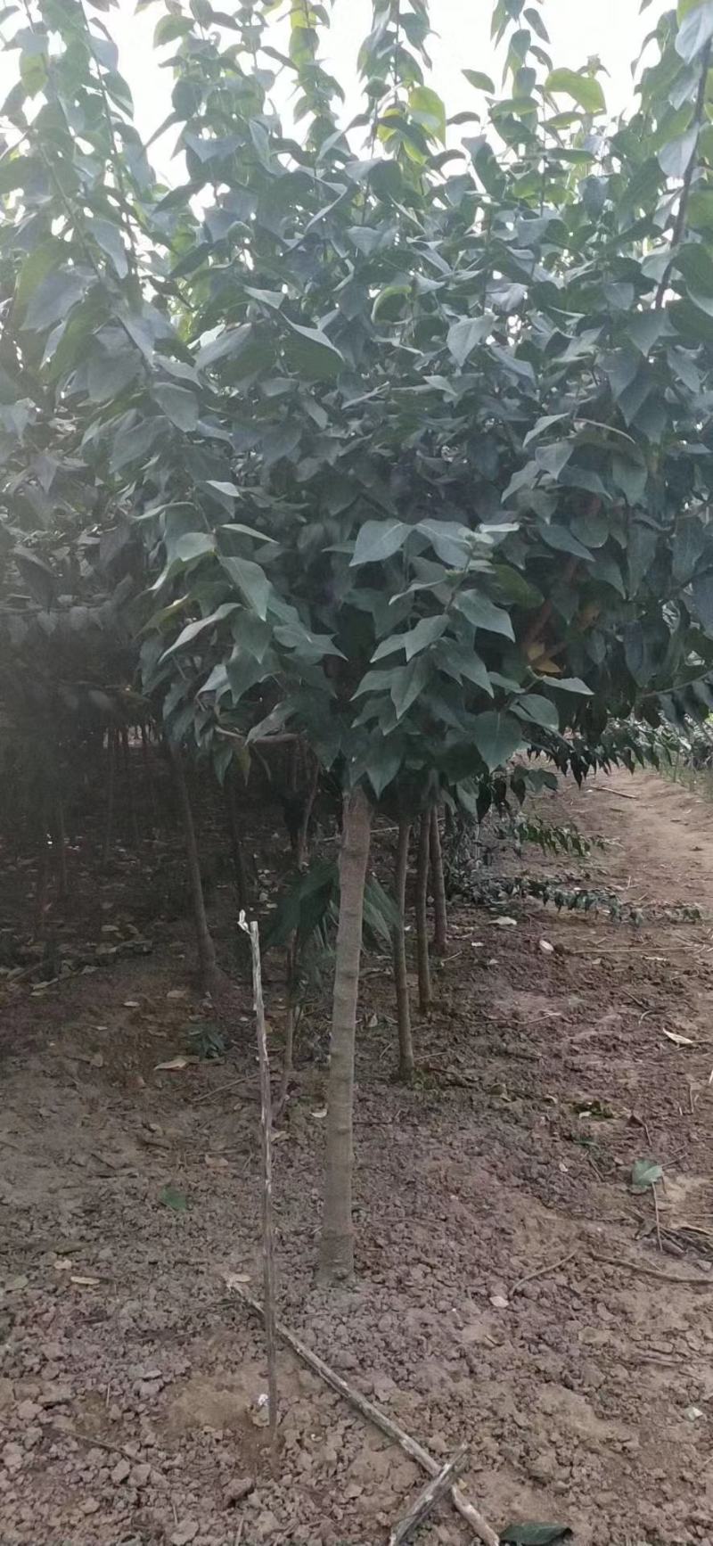 丛生腊梅冠50—300公分量大供应，单杆腊梅量大供应