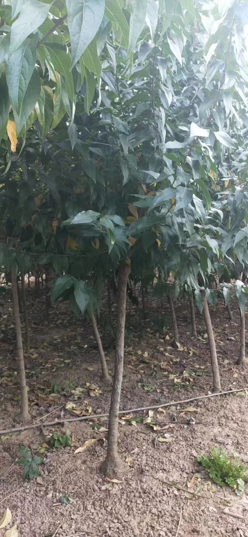 丛生腊梅冠50—300公分量大供应，单杆腊梅量大供应