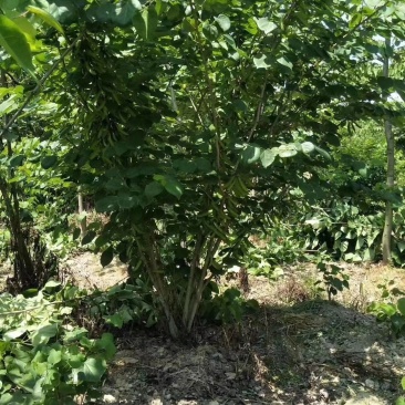 丛生腊梅冠50—300公分量大供应，单杆腊梅量大供应