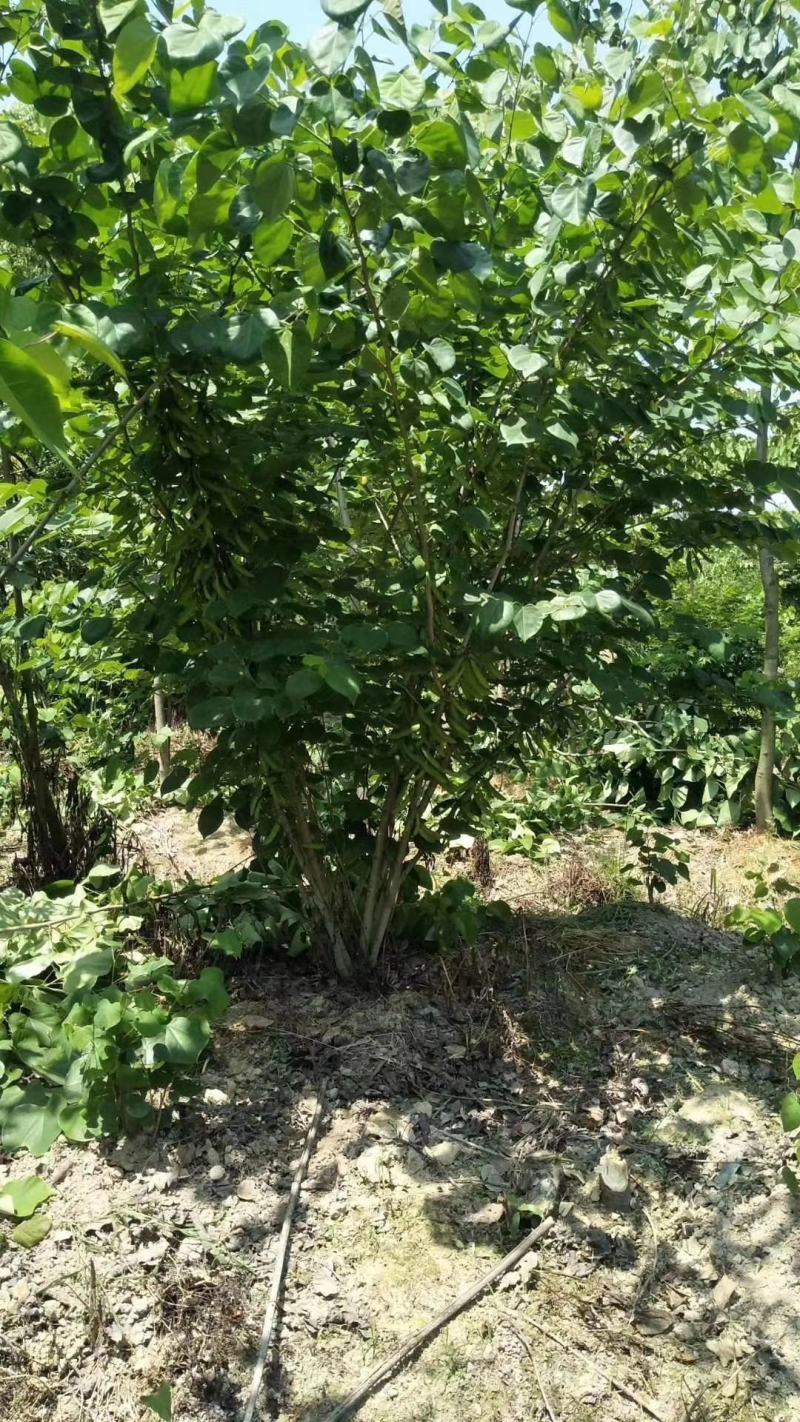 丛生腊梅冠50—300公分量大供应，单杆腊梅量大供应