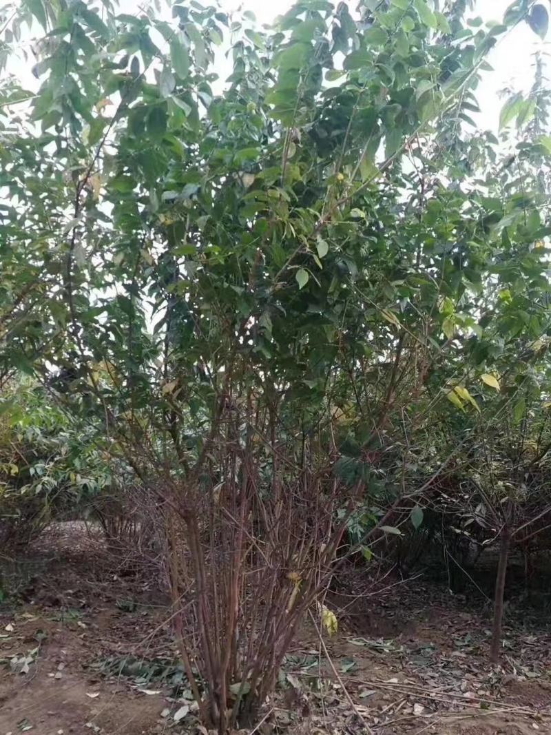 丛生腊梅冠50—300公分量大供应，单杆腊梅量大供应