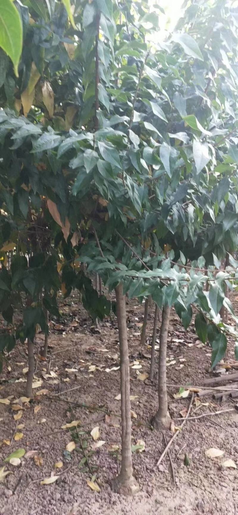 丛生腊梅冠50—300公分量大供应，单杆腊梅量大供应