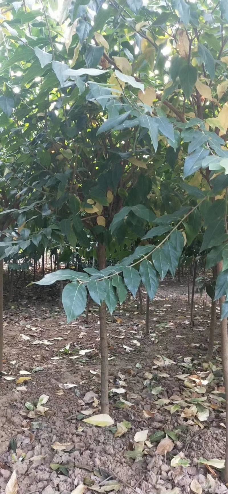 丛生腊梅冠50—300公分量大供应，单杆腊梅量大供应