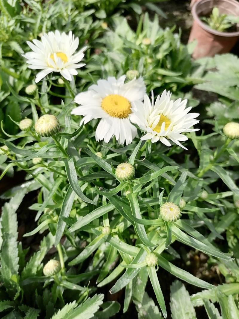 供应大花滨菊带花杯苗，苗子壮实，苗型好，基地直供