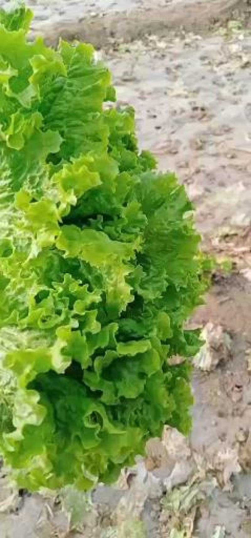 生菜精品大速生菜，好生菜