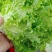 生菜精品大速生菜，好生菜