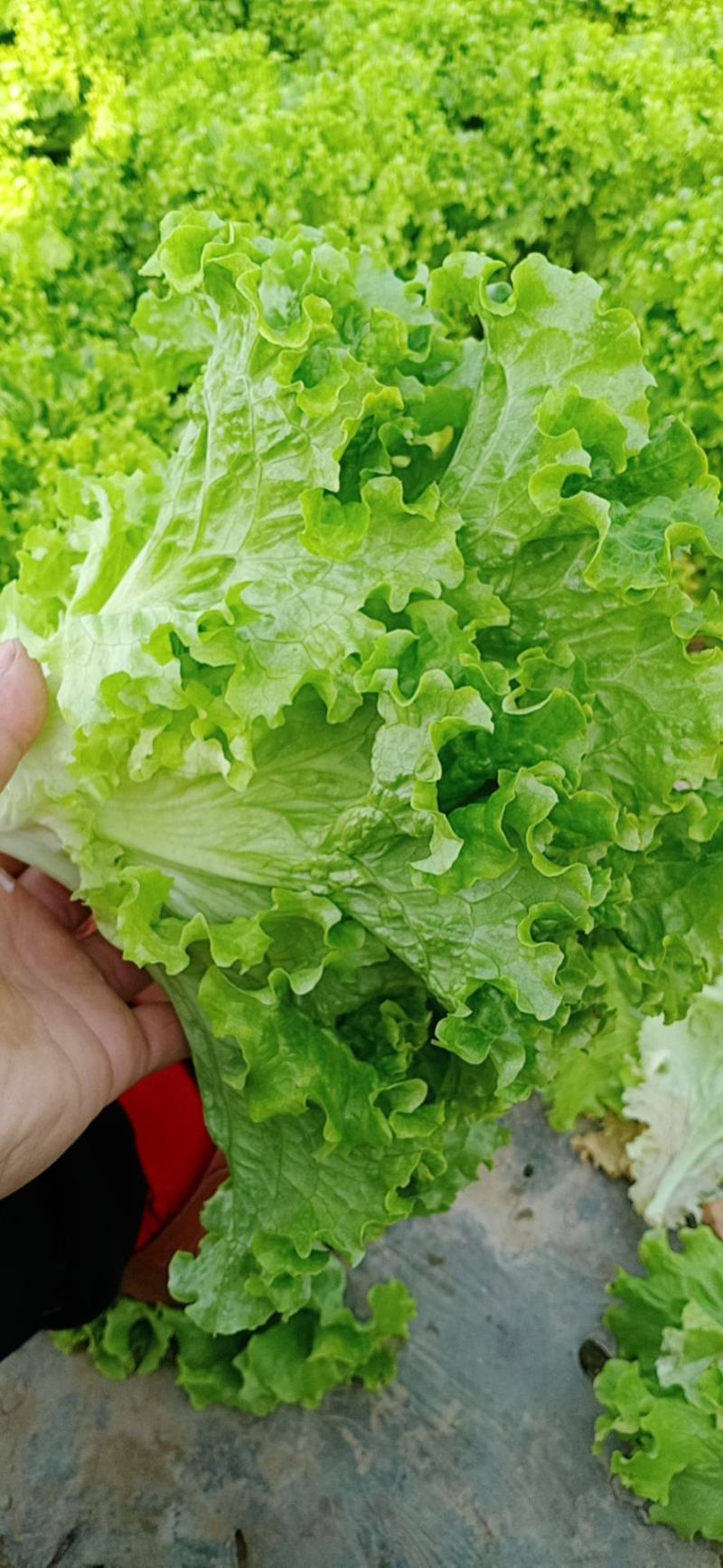 生菜精品大速生菜，好生菜