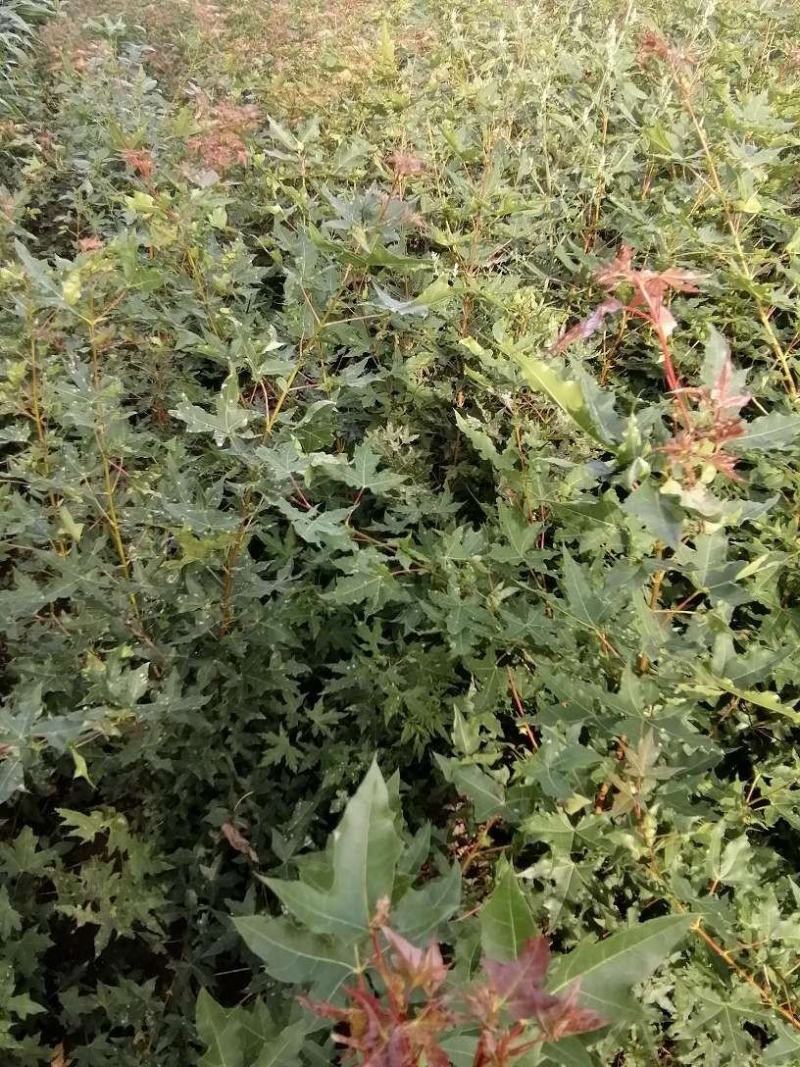 吉林精品五角枫树苗元宝枫树苗基地直发一手货源