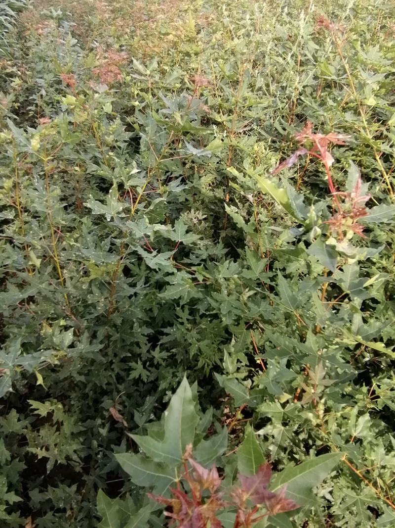 吉林精品五角枫树苗元宝枫树苗基地直发一手货源
