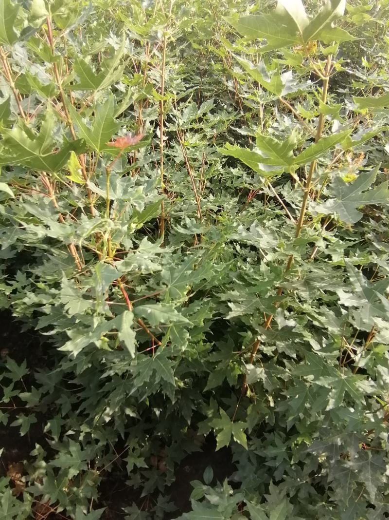 吉林精品五角枫树苗元宝枫树苗基地直发一手货源