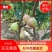 精品无花果苗,品种多样,包品种包成活包结果死苗包赔