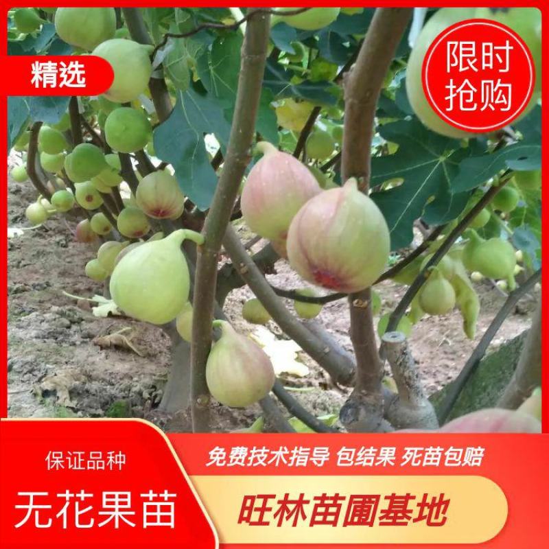 精品无花果苗，品种多样，包品种包成活包结果死苗包赔