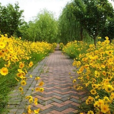 金鸡菊种子花海主打品种批发