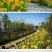 金鸡菊种子花海主打品种批发