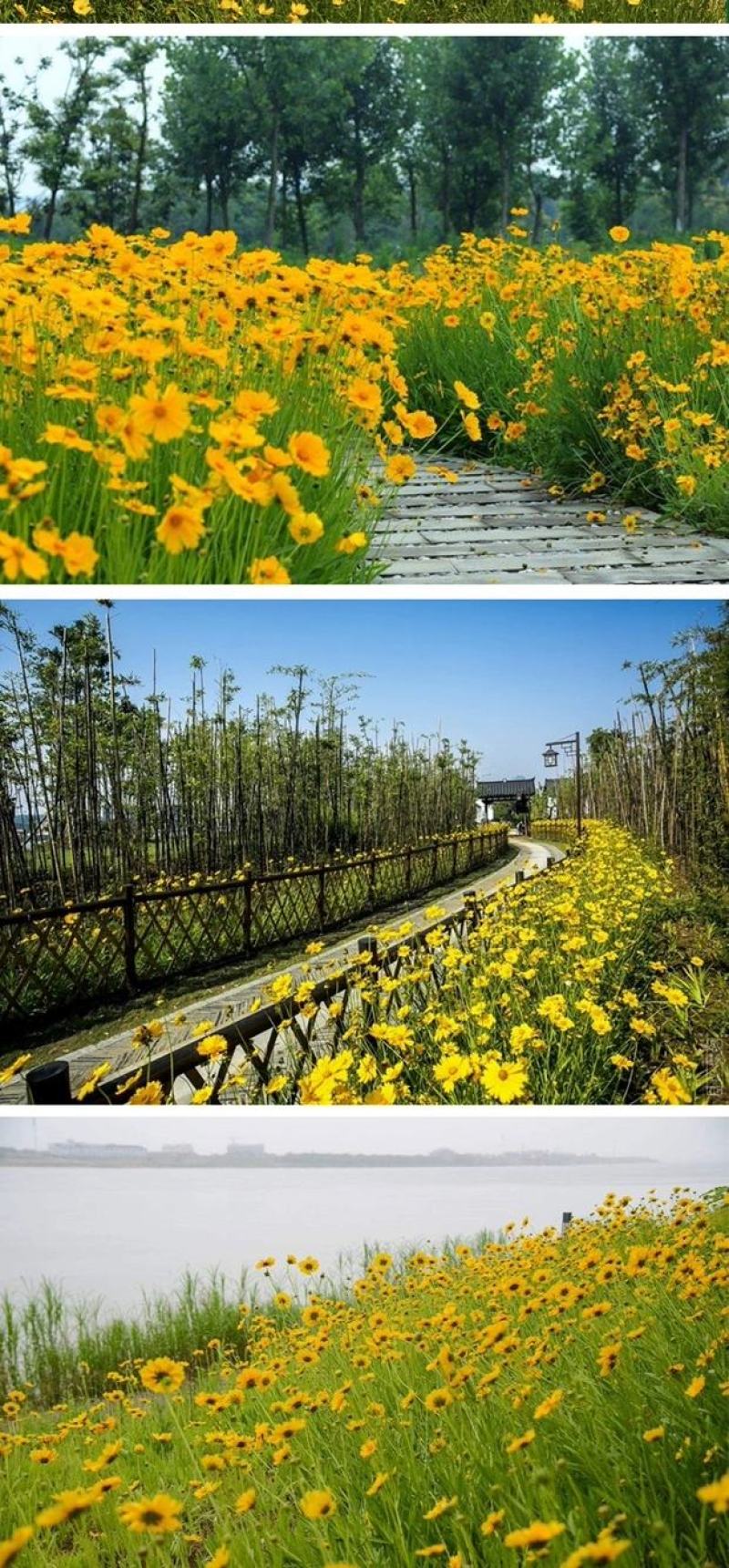 金鸡菊种子花海主打品种批发
