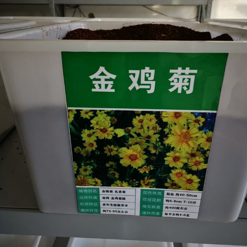 金鸡菊种子花海主打品种批发