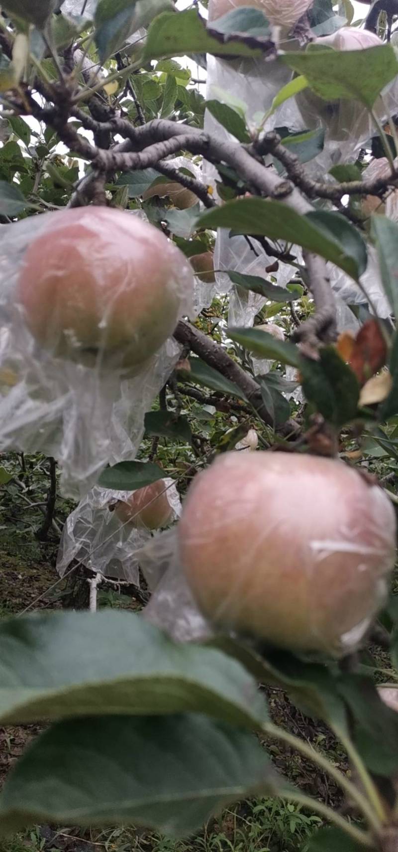 苹果优质富士苹果开始订货
