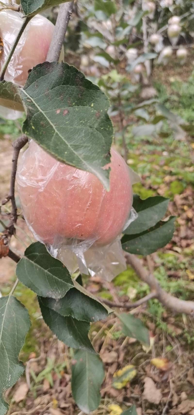 苹果优质富士苹果开始订货