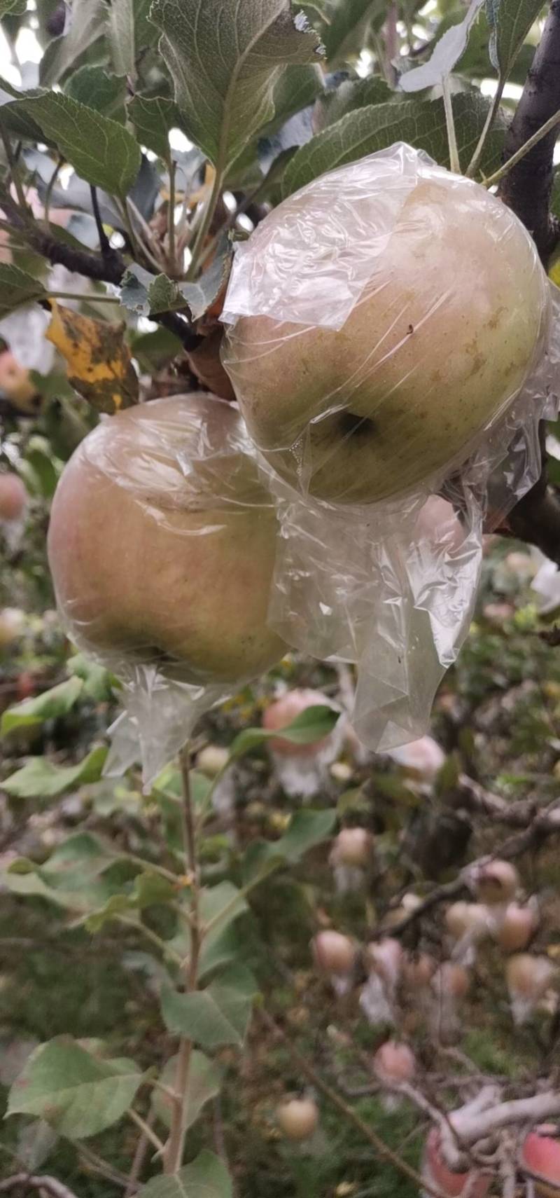 苹果优质富士苹果开始订货
