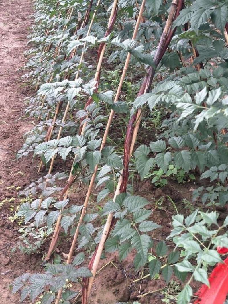 凌霄专卖墙壁庭院别墅种植
