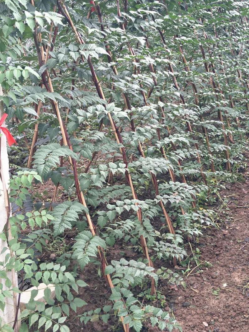 凌霄专卖墙壁庭院别墅种植