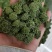 三七花新花，500克装文山产地一手货源