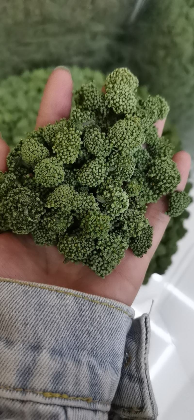 三七花新花，500克装文山产地一手货源