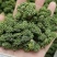 三七花新花，500克装文山产地一手货源