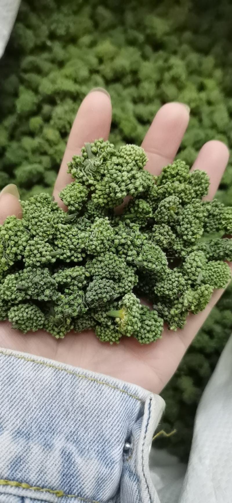 三七花新花，500克装文山产地一手货源